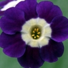 Auricula Joan Elliot - Abriachan Nurseries